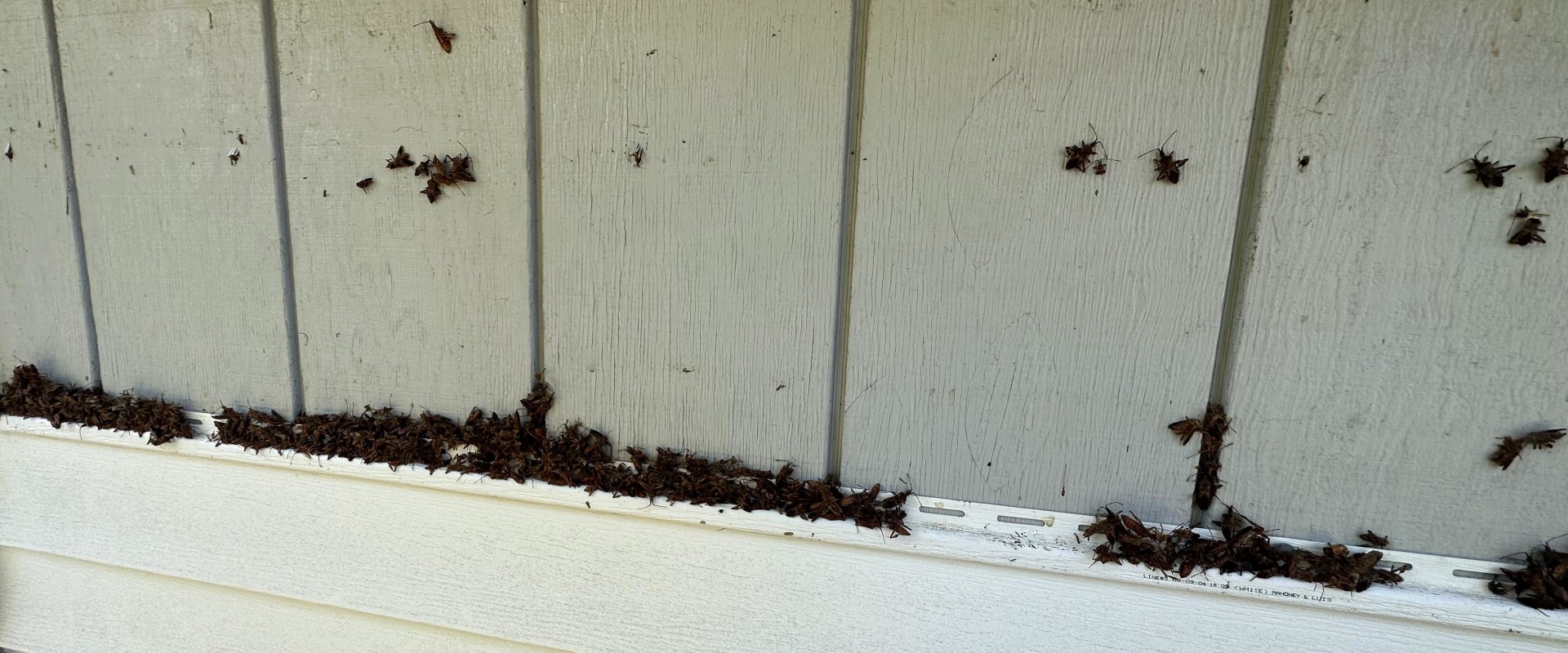 How to Protect Your Siding from Pest and Insect Damage