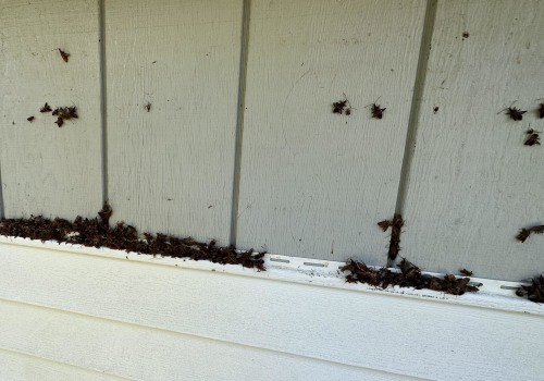 How to Protect Your Siding from Pest and Insect Damage